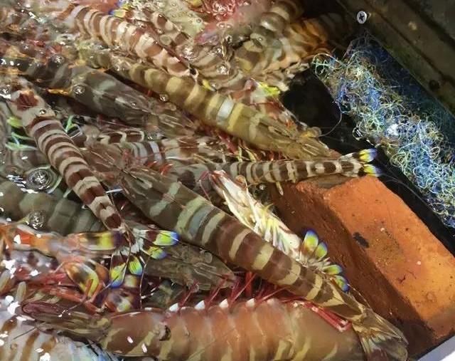 海鲜|世界上65种珍奇海鲜,贝爷都不敢说全部吃过,你吃过几种