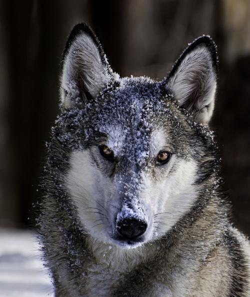 动物|狼究竟是什么动物?