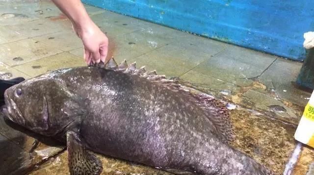 海鲜|世界上65种珍奇海鲜,贝爷都不敢说全部吃过,你吃过几种