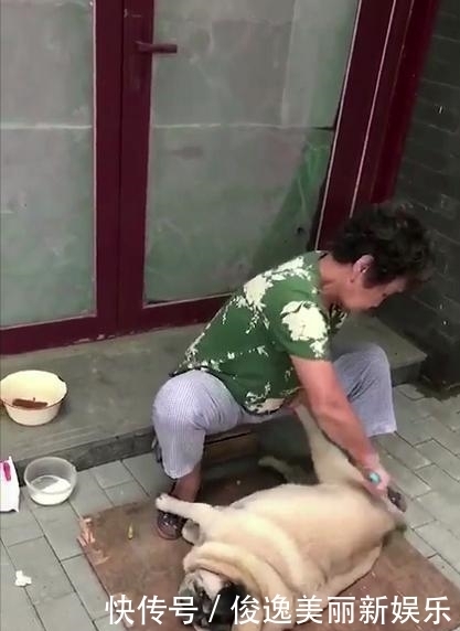 再见|巴哥犬带回老家,交给奶奶养了六个月,再见时主人怀疑养了只假狗