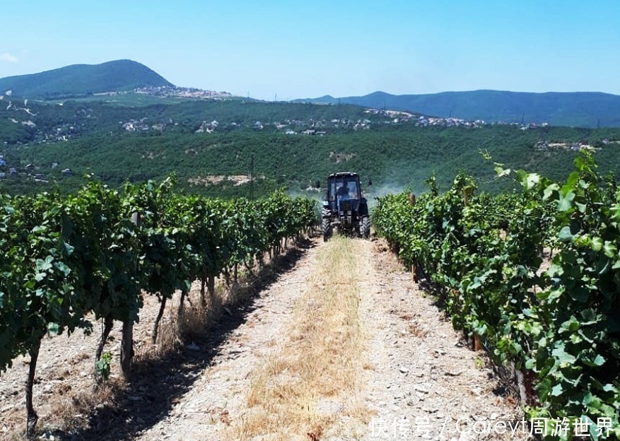 俄罗斯|俄罗斯葡萄酒,伏特加阴影中的新宠儿