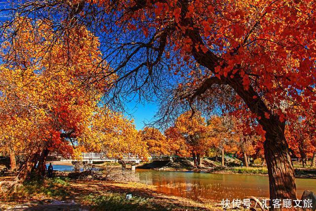 热烈|等待一年,只为胡杨林21天的极致灿烂和浓烈!