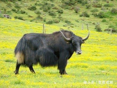  龙生九子|龙生九子，为什么它们长得不一样，它们的母亲都是谁