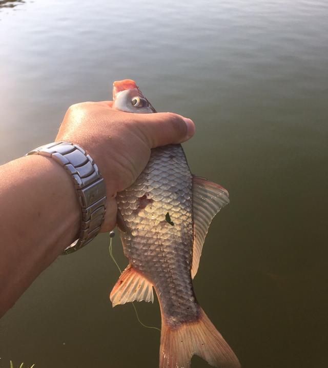 足以|竿梢常指水,足以慰风尘