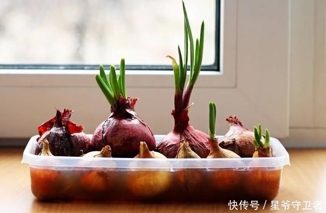 还要|在家种个菜都这么美,还要什么花园?