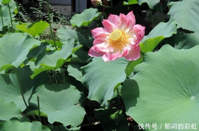 横财|9月16号开始,喜事不断,有横财,有大奖,有真爱的三大生肖