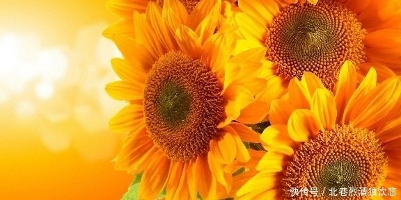 喜欢你|最优雅的人生哲理句子,短促而深情,不禁红眼