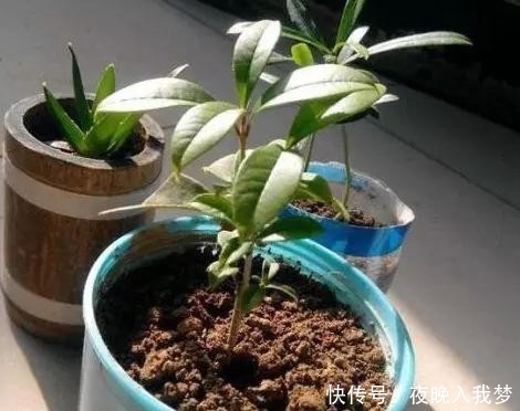 扦插|9月养桂花,一夜间十里飘香!选些枝干扦插,30天就能移栽