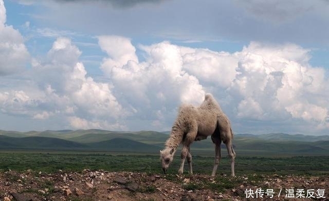 树洞|开国皇帝死后埋进树洞,送葬途中遇人尽杀之,陵墓至今未找到