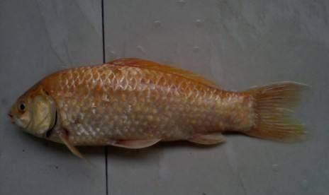 大肆|明朝年间发生了一件怪异的事情，朱元璋知道后大肆称赞