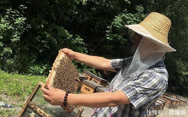  结晶|椴树蜜结晶后硬还是软? 真正的椴树蜜蜜结晶是软的还是硬的?