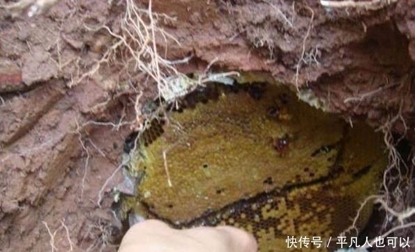  男子|男子挖土发现洞口里藏有“黄金”，伸手拿出来后却酿成悲剧！