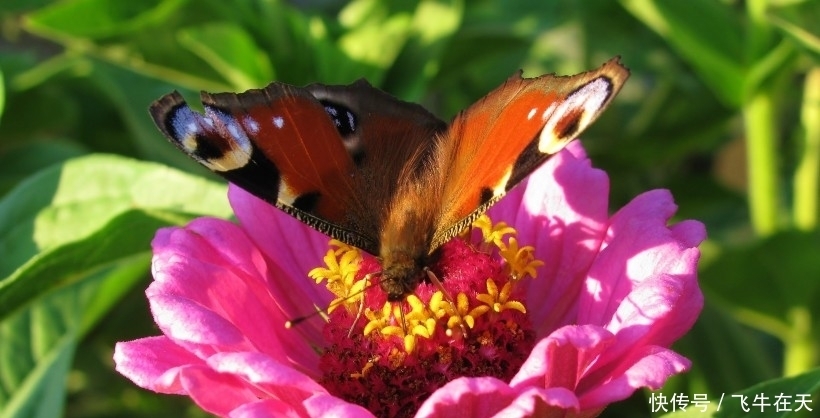 事业|9月中旬,运势步步高,事业姻缘皆顺畅,生活眉眼带笑的四大生肖
