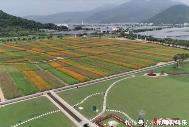  花海|苍南这个村藏着80亩花海，太美了！