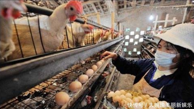 生产|超市的鸡蛋并不是母鸡下的，看到工厂生产鸡蛋的过程，就懂了！