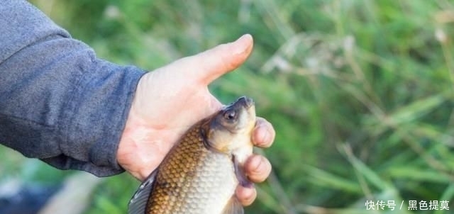  钓鱼|钓鱼：降温、下雨后，鱼情就差？
