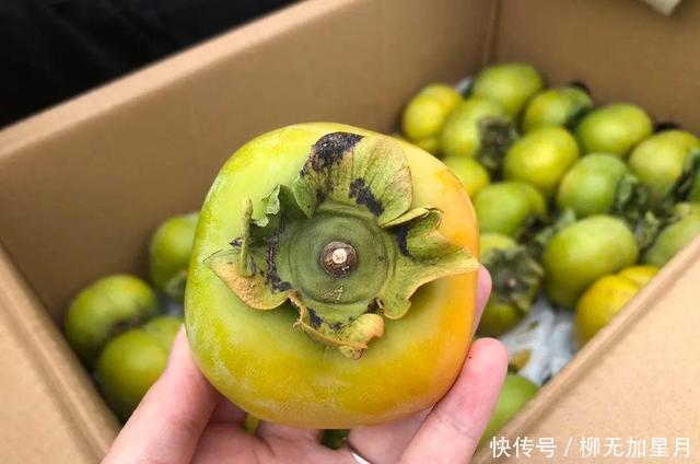 食用|很多人没尝过的这款柿子,美味程度却比软柿加倍!