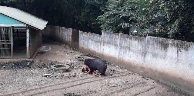 跳入|男子酒后跳入黑熊园中, 称要与其一决高下, 而下一幕却尴尬了