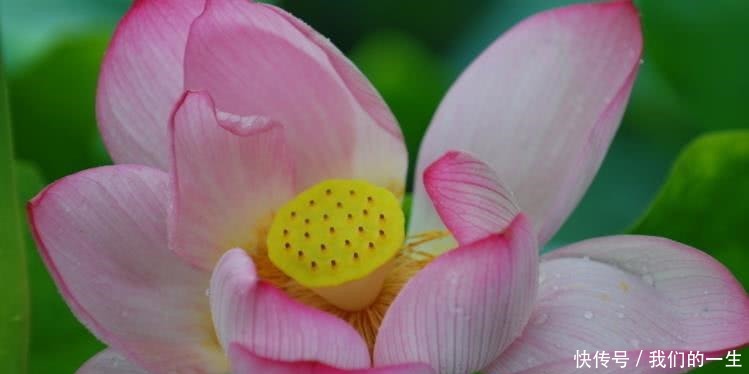 一飞冲天|8月开始财运一飞冲天,运势达高峰,福气转旺的四大生肖