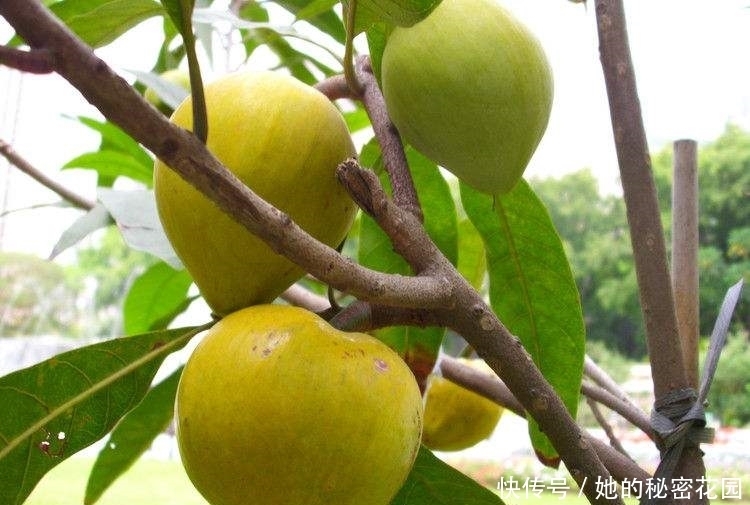 身体|如此甜软可口的水果，你不能不吃，常吃能排出身体毒素、美化肌肤