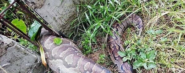 卡死|巨蟒过铁栅栏时被卡死,观察后才知原来是贪吃惹的祸!