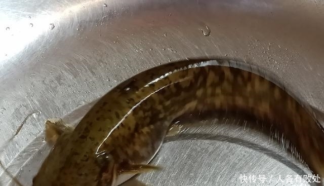 小将|再次征战大坝阵地，最终擒获“鲶军小将”