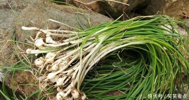  季节|农村里不要钱的野葱，城里人抢着买，下饭香喷喷，错过季节就没了
