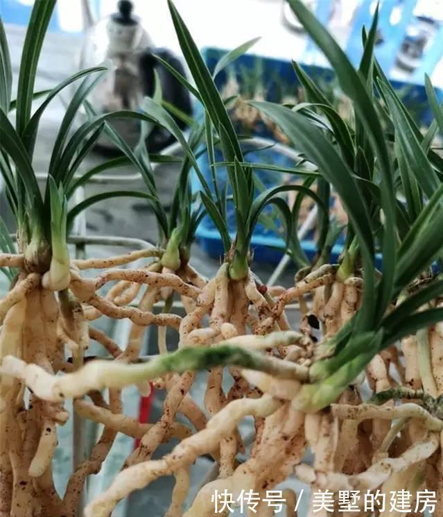 盆里|秋天养花有诀窍,做好这几步,盆里都是面条根