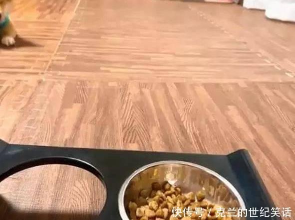  看着|主人说完一堆口令，看着越来越远的食物，网友：狗狗都是别人家的