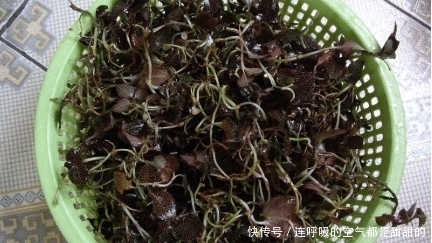 金线莲|价格年年涨，野生的曾卖上万元1斤，很多人去采挖，种植的人很少