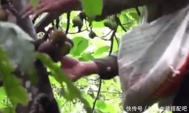 水果|看看最“娇气”的水果,摘下来就会腐烂,你们吃过没