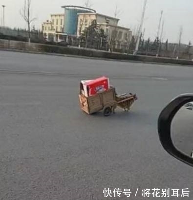 帮主|狗狗帮主人捡废品卖，自己拉着小车回家，乖巧又懂事！