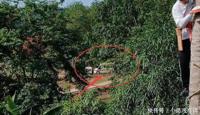 椰子树|节目为何不阻止彭昱畅高空摘椰子当镜头拍到这个细节,瞬间懂了