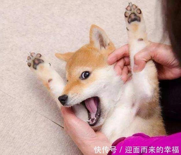  受伤|一摸“狗爪子”，狗狗就缩回来，有7个原因