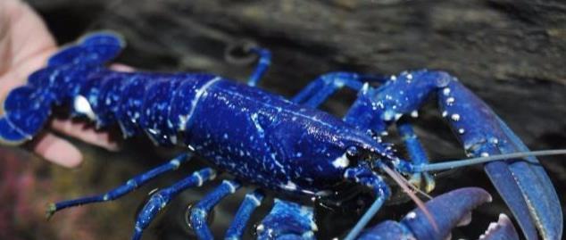 加拿大象拔|全球十大顶级海鲜,异常珍贵,尤其最后一种,有钱都不一定吃得到!