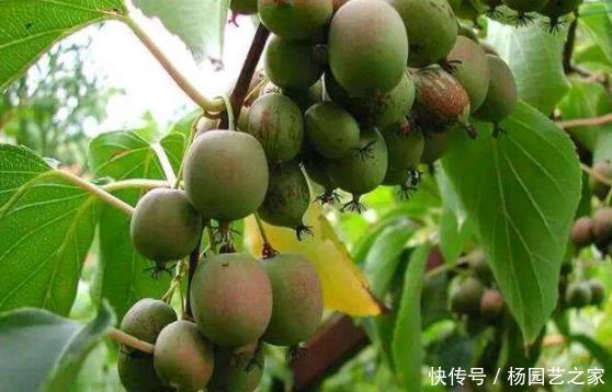 软枣猕猴桃|阳台再小,也要栽种“此果树”,味道酸甜爽口,轻松结实“爆盆”