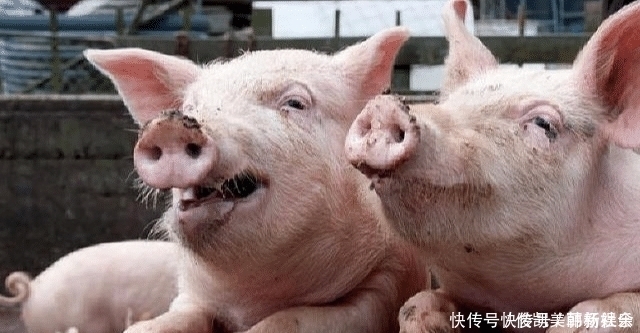 印度人|中国人卖猪肉,日本人卖猪肉,印度人卖猪肉,差距一目了然