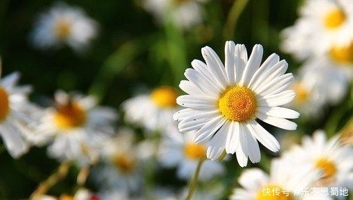 心软|脾气大、但很好哄的星座女,性格纯真,给点甜头就心软