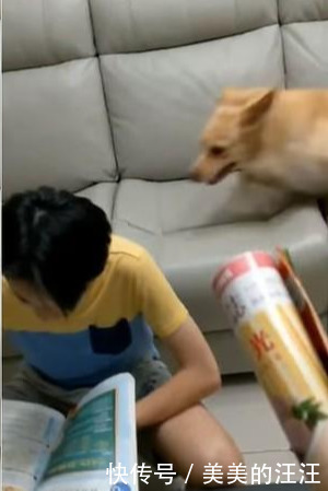 保护|妈妈假装拿起报纸要打人，狗狗立刻生气，试图用吠叫保护小主人