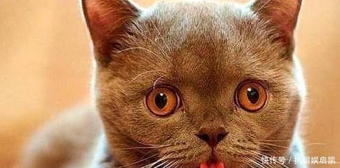 本草纲目|人为什么不吃猫肉？李时珍《本草纲目》中有记载，古人已经试过了