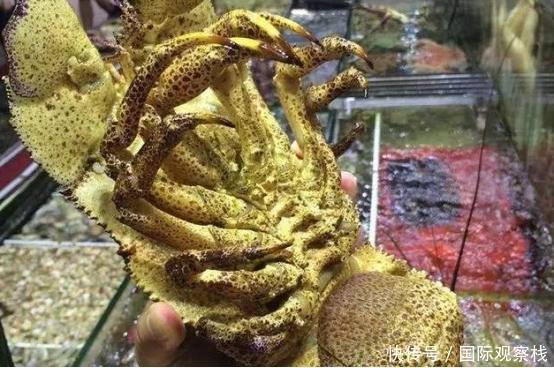 泛滥|印度“拖鞋虾”泛滥,想80元一斤卖给中国,我国吃货:无福消受