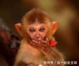 金猴|金猴人:接下100%有喜,请花一分钟接囍!千年等一回!