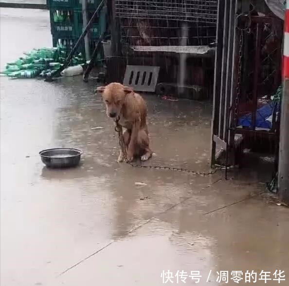 可怜|可怜瓢泼大雨下，有一只被大铁链子拴着的狗