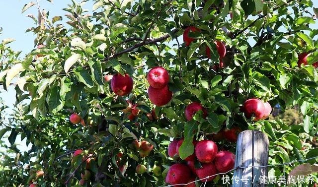 教你做|苹果丰收季,教你做正宗的苹果派,大人小孩都爱吃的美味!