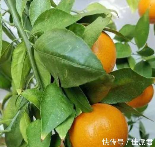 柑橘|黄美人好不好?黄美人为什么这么贵