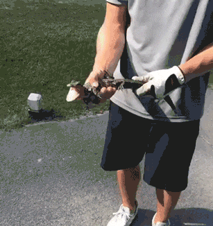  鸡成|搞笑GIF：这只鸡成精了吧！这么高还敢飞，真把自己当鸽子啦