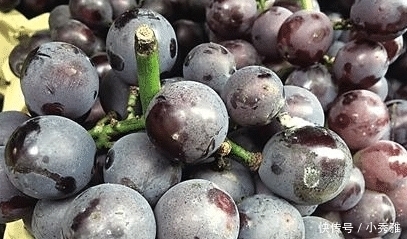 葡萄|葡萄打过“激素”,有这“3处”会不一样,了解之后,别再买错了