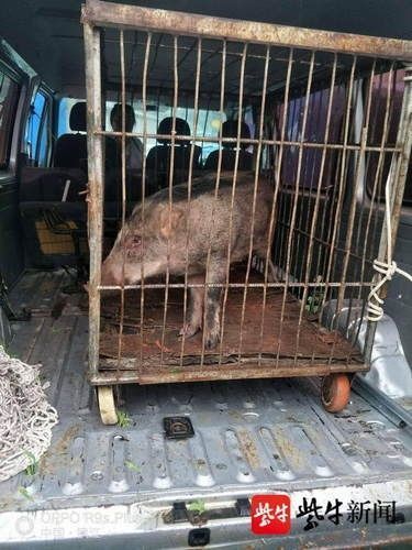  白天|“二师兄”白天闯入闹市宿舍楼警民擒拿无果动用麻醉枪