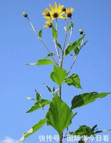 猪饲料|从女王的餐桌到猪饲料,只经过了十几年
