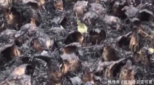 奇闻趣事|小伙把鱼“种”在土里，朋友一头雾水，结果尴尬了